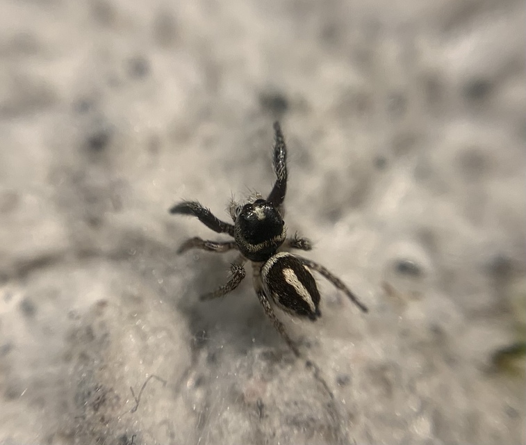 Pellenes nigrociliatus - csigás ugrópók