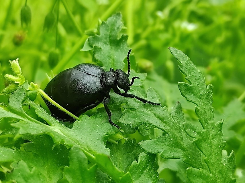 Meloe scabriusculus - érdes nünüke