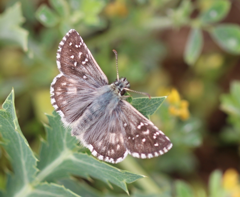 Pyrgus armoricanus - feles busalepke