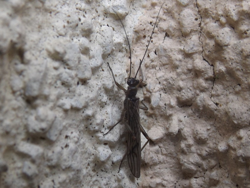 Plecoptera - Álkérészek