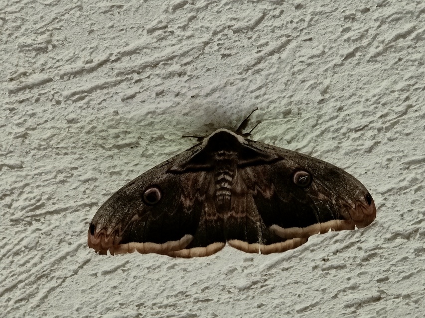Saturnia pyri - nagy pávaszem