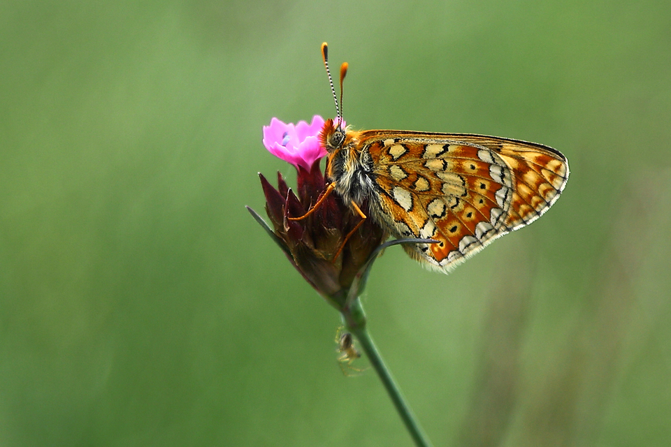 Euphydryas aurinia - lápi tarkalepke