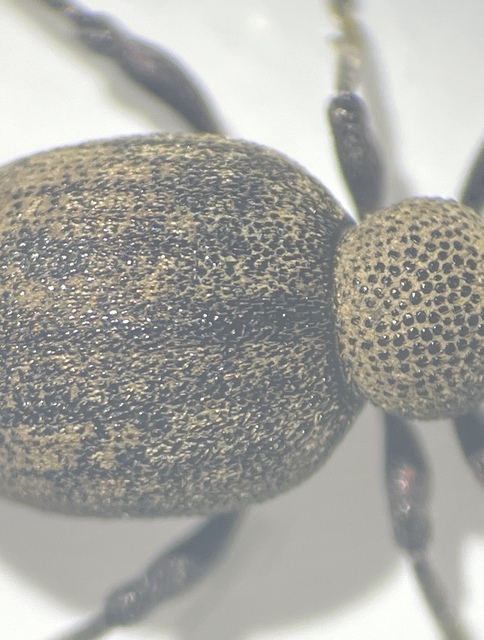 Otiorhynchus ligustici - vincellér-gyalogormányos