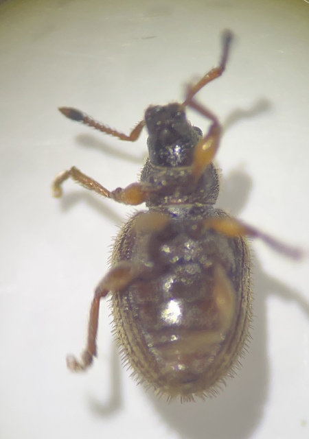Brachysomus setiger - vastagcsápú gyepormányos