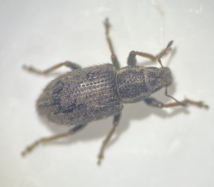 Sitona hispidulus - szőrös csipkézőbogár
