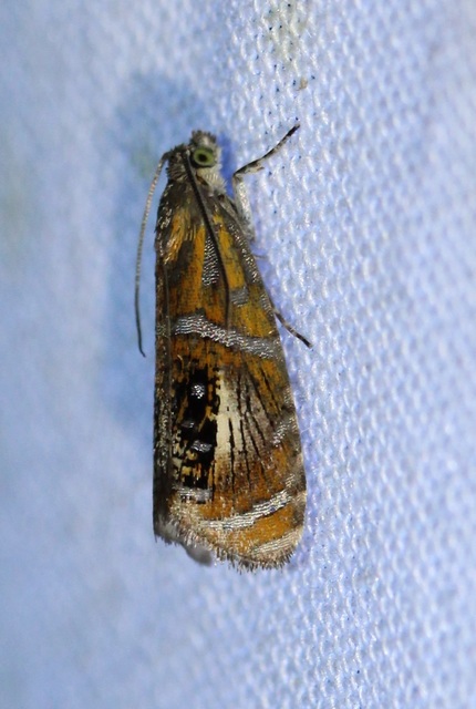 Olethreutes arcuella - avarevő tükrösmoly