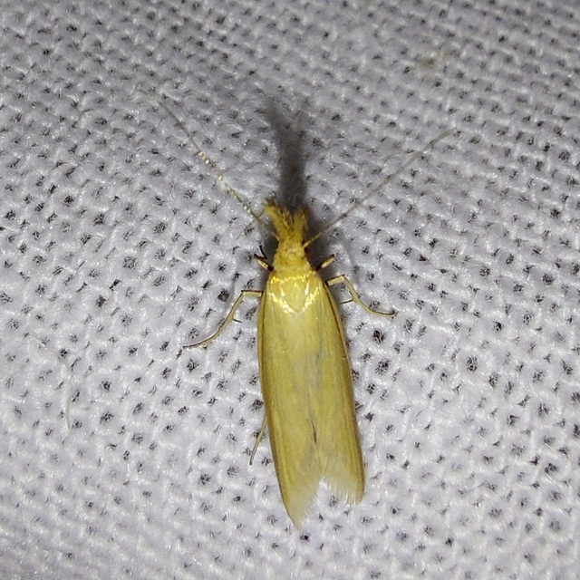 Pleurota
