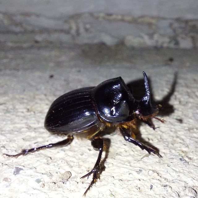 Copris lunaris - közönséges holdszarvú-ganéjtúró