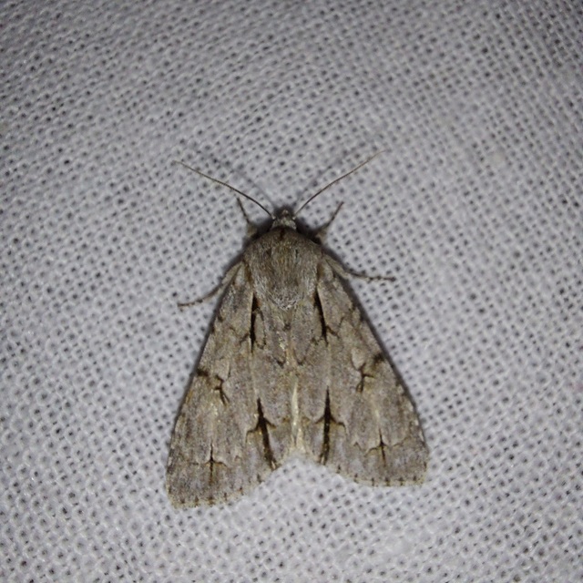 Acronicta cuspis/tridens/psi