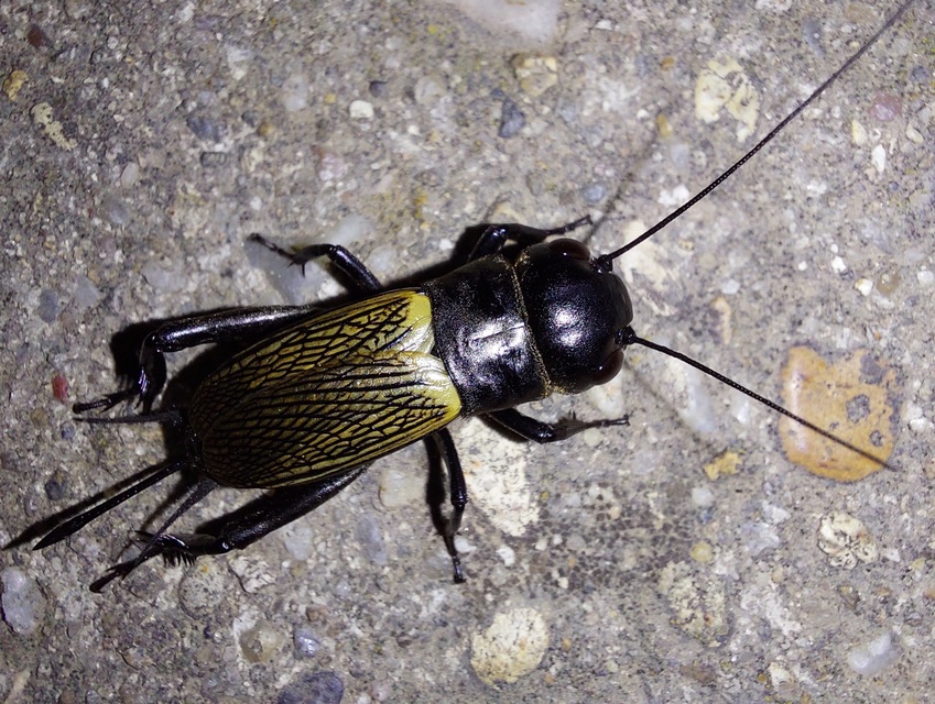 Gryllus campestris - mezei tücsök