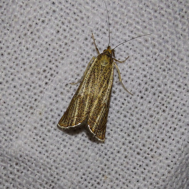 Thisanotia chrysonuchella - tavaszi fűgyökérmoly