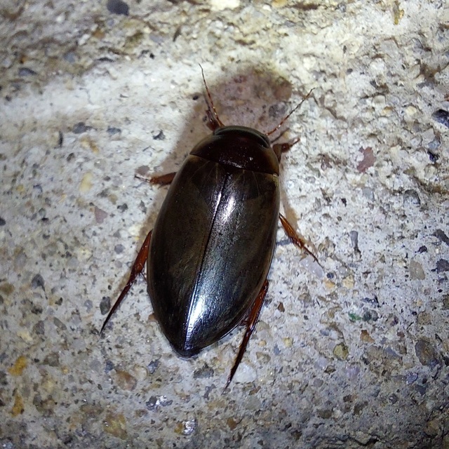 Colymbetes fuscus - gyakori recéscsíkbogár