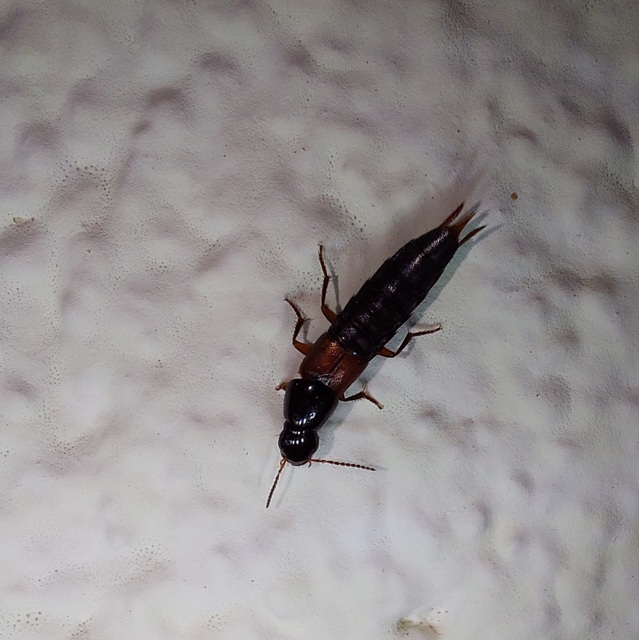Quedius molochinus - sokalakú mohaholyva
