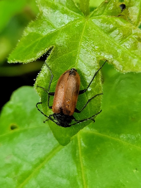 Omophlus proteus - közönséges pejbogár Omophlus proteus - közönséges pejbogár