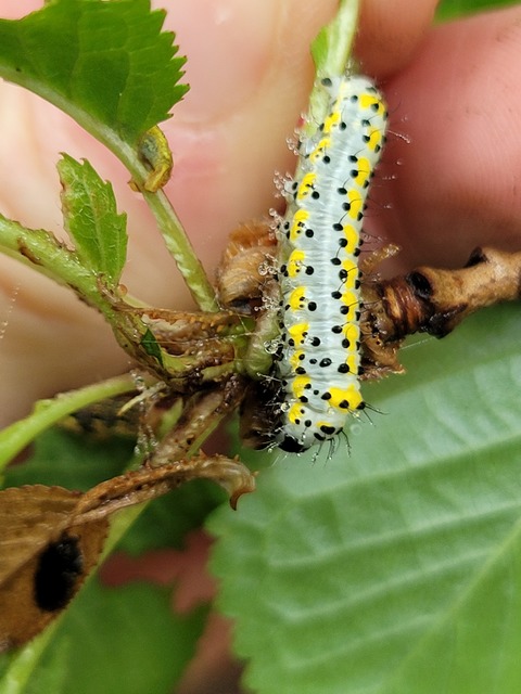 Diloba caeruleocephala - őszi kékesbagoly