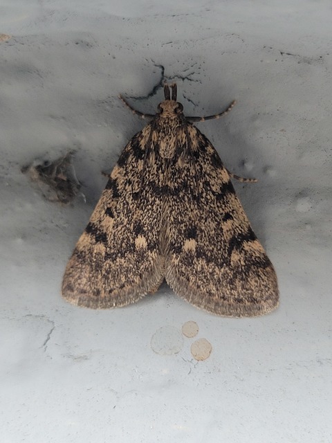 Aglossa pinguinalis - zsiradékmoly
