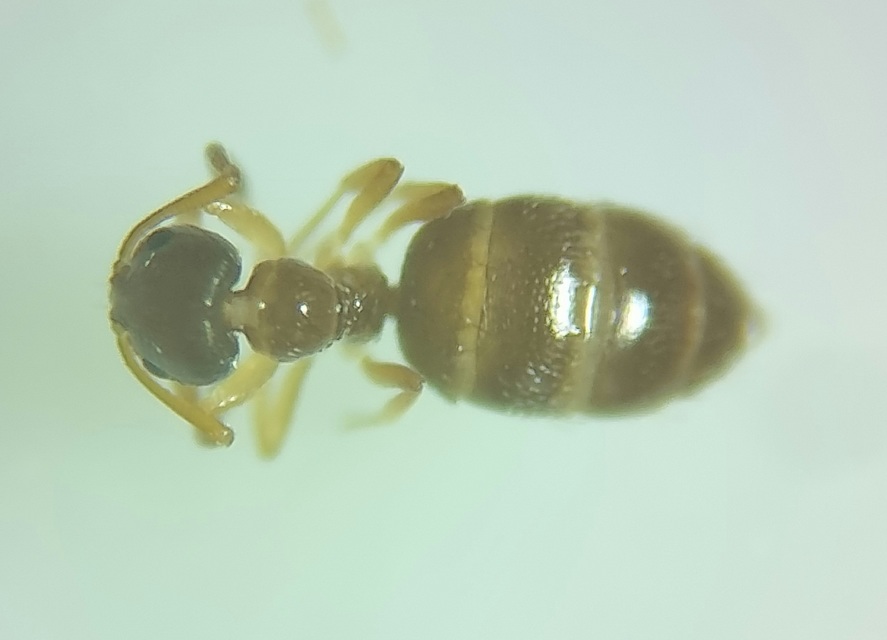 Plagiolepis pygmaea - lapos törpehangya