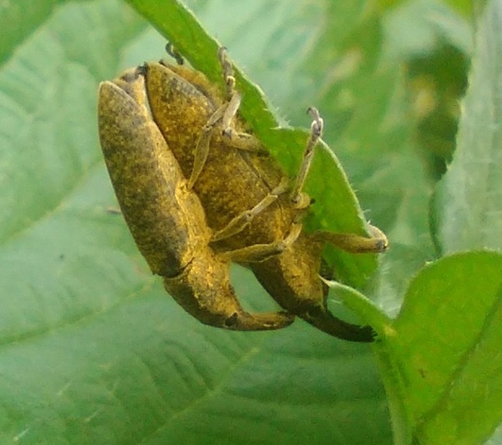 Lixus pulverulentus - mályvafúró dudvabarkó