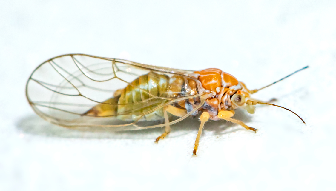 Psyllidae