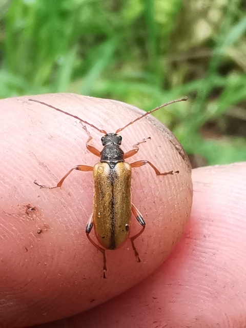 Cortodera humeralis - négyfoltos cserjecincér