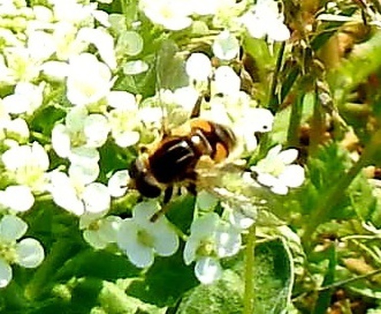 Mesembrius peregrinus - európai mocsárlégy