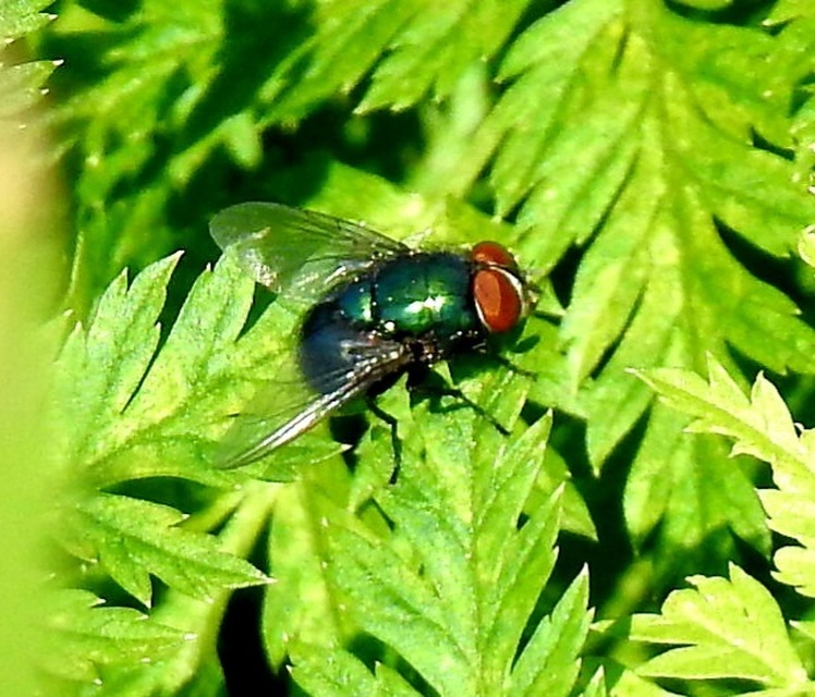 Calliphoridae - dongólegyek
