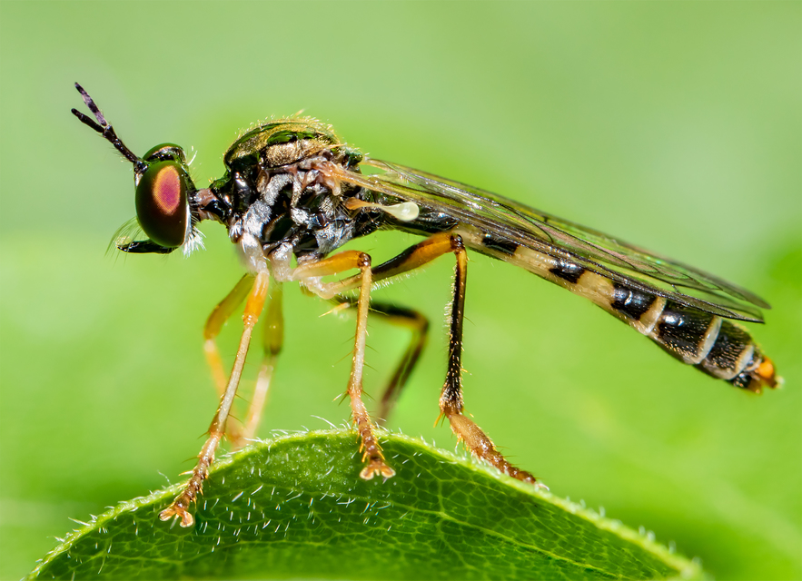 Dioctria linearis - karcsú héjalégy