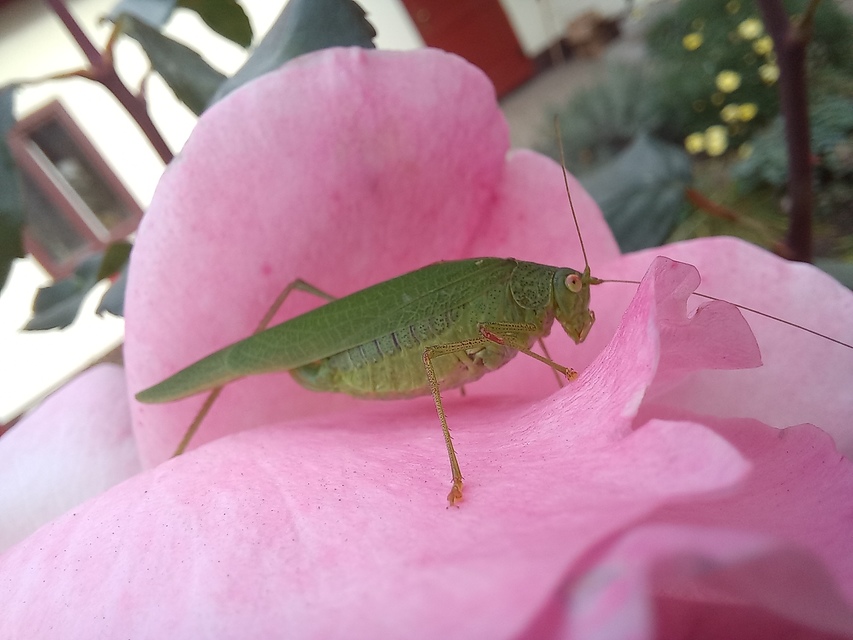 Phaneroptera nana - pontozott repülőszöcske