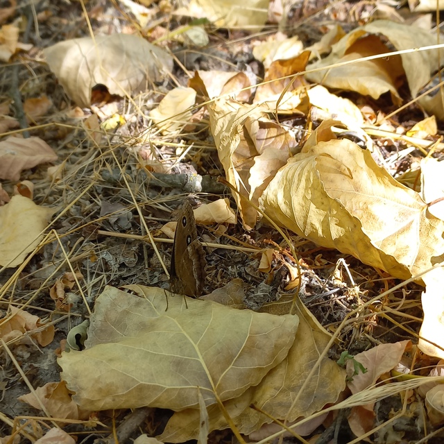 Minois dryas - fekete szemeslepke