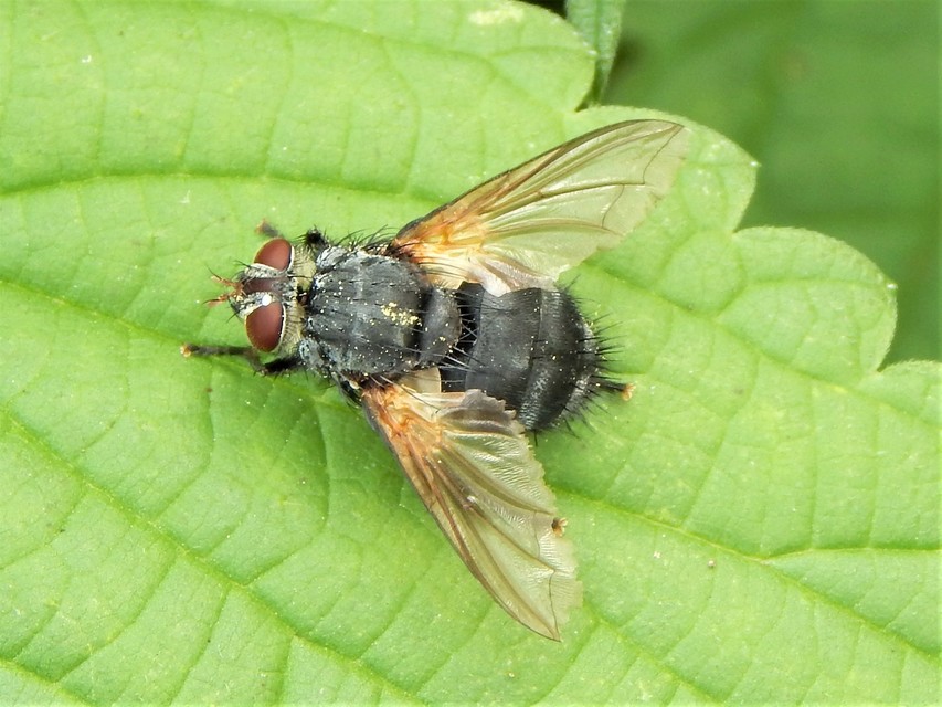 Diptera - Kétszárnyúak