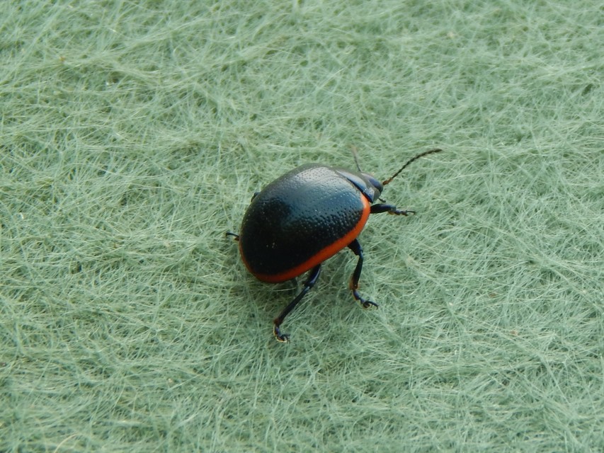 Chrysolina rossia - trapézhátú szegélyeslevelész