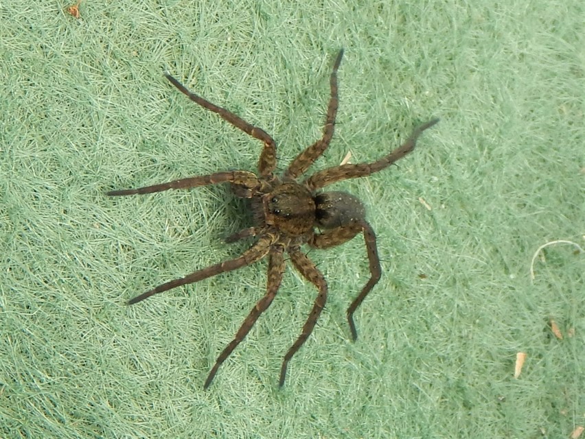 Araneae - Pókok