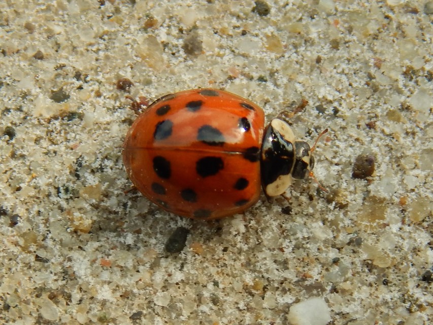 Harmonia axyridis - harlekinkatica