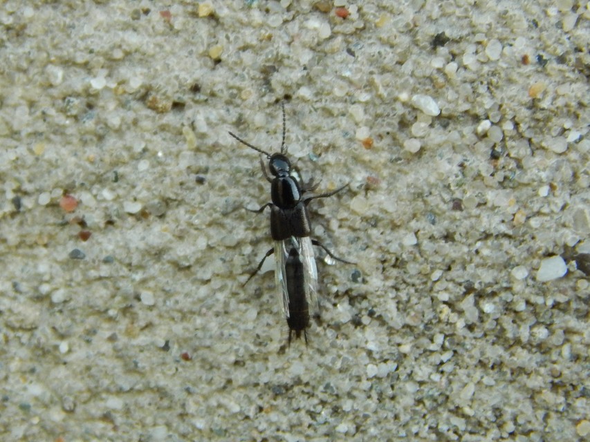 Philonthus