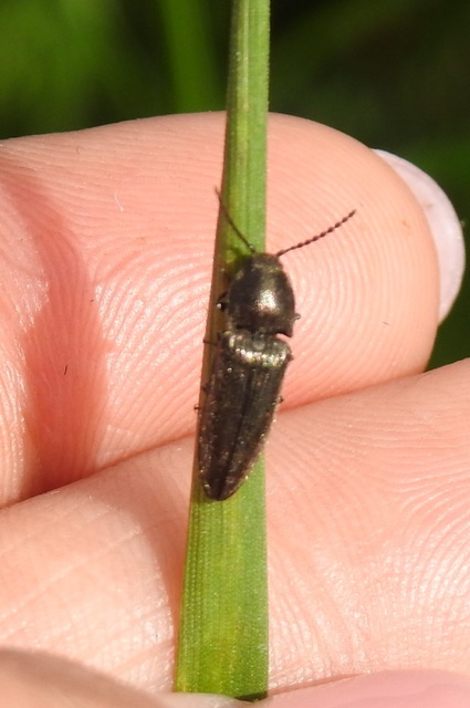 Cidnopus pilosus - szőrös pattanó