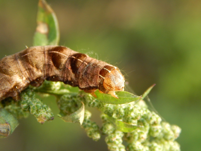 Melanchra persicariae - fehérfoltos kertibagoly