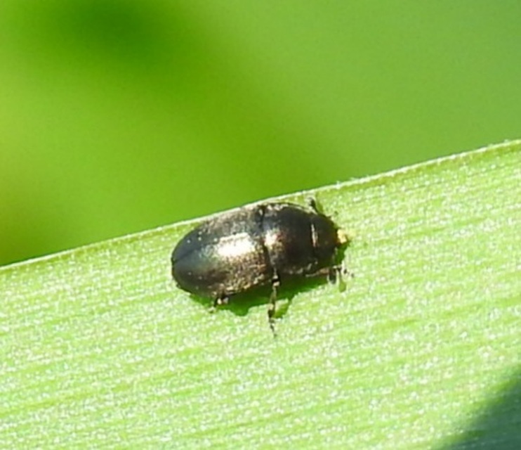 Meligethinae