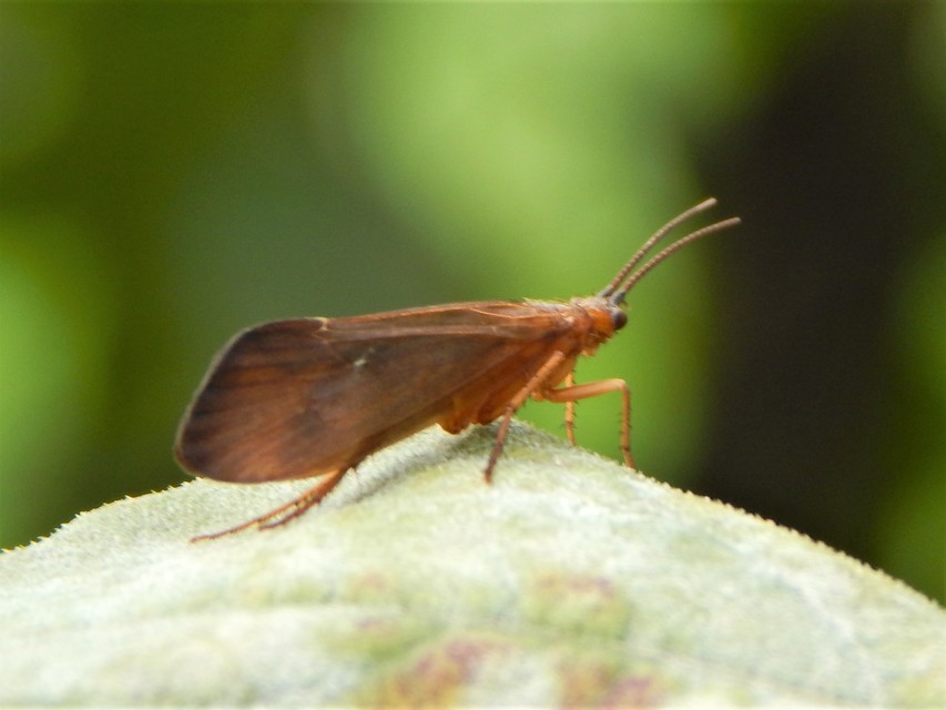 Trichoptera - Tegzesek