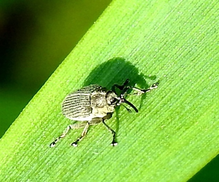 Ceutorhynchus obstrictus - repcebecő-ceutormányos