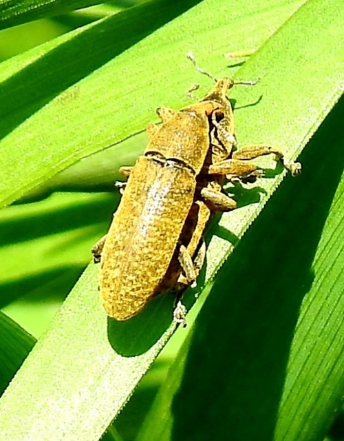 Lixus pulverulentus - mályvafúró dudvabarkó