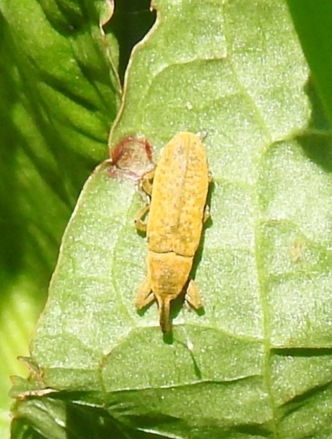 Lixus bardanae - lórom-dudvabarkó