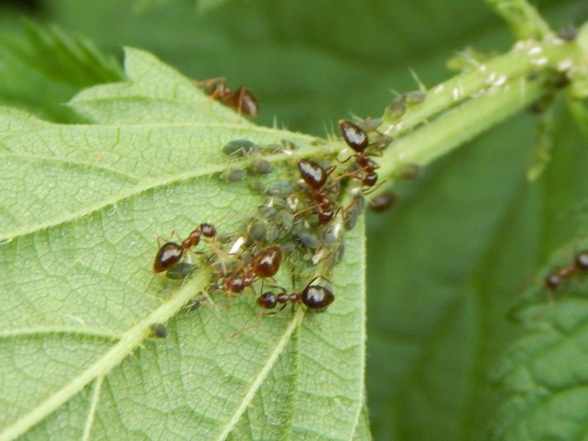 Prenolepis nitens - ragyogóhangya