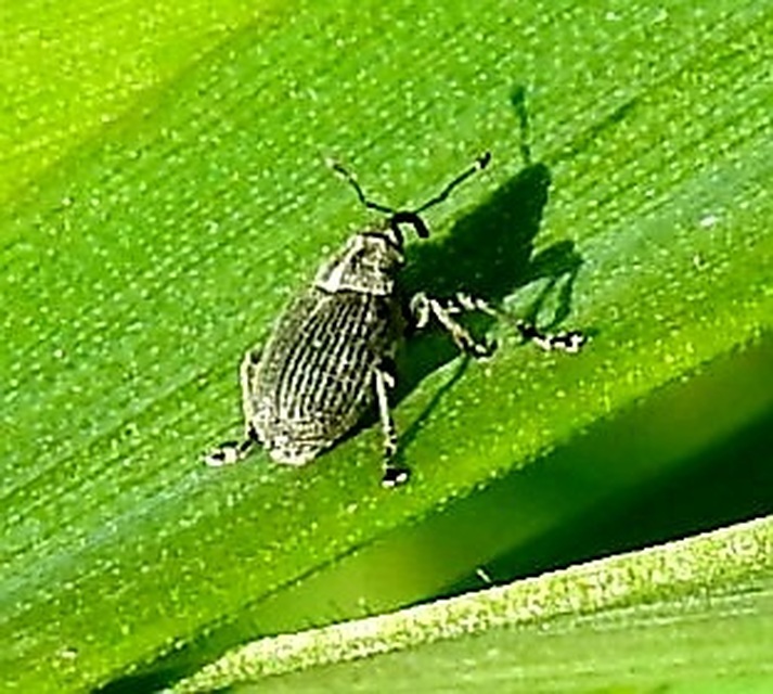 Ceutorhynchus obstrictus - repcebecő-ceutormányos