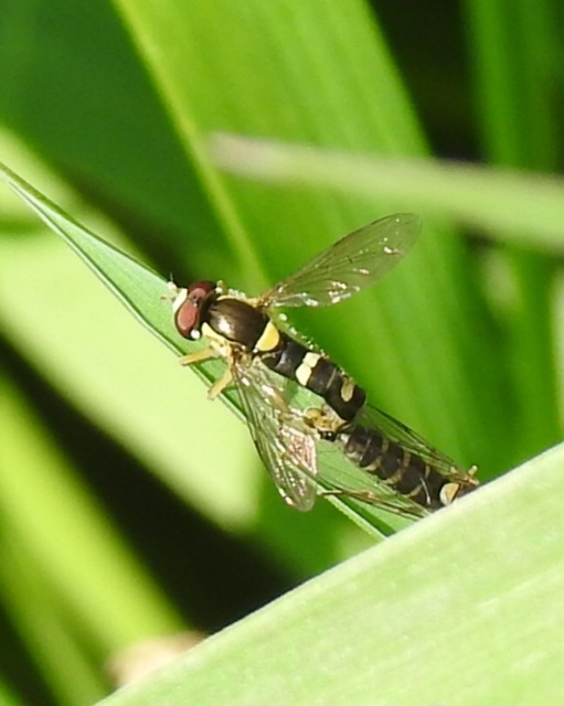 Sphaerophoria
