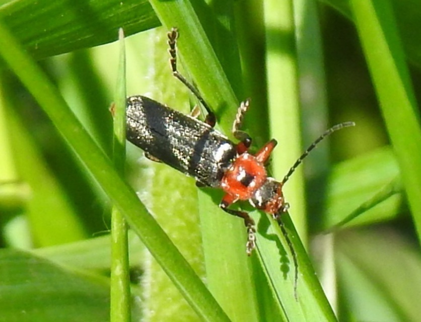 Cantharis rustica - suszterbogár