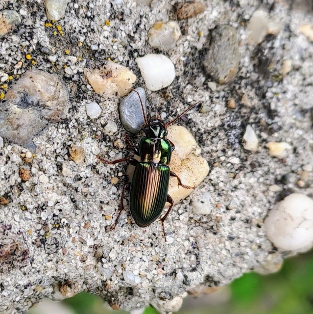 Harpalus distinguendus - mezei lomhafutó