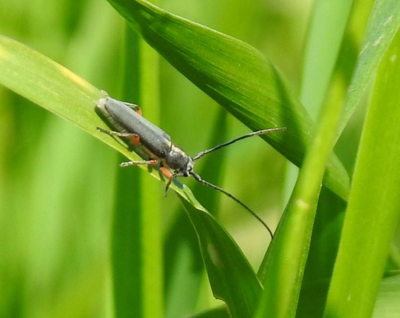 Phytoecia icterica - murokcincér Phytoecia icterica - murokcincér