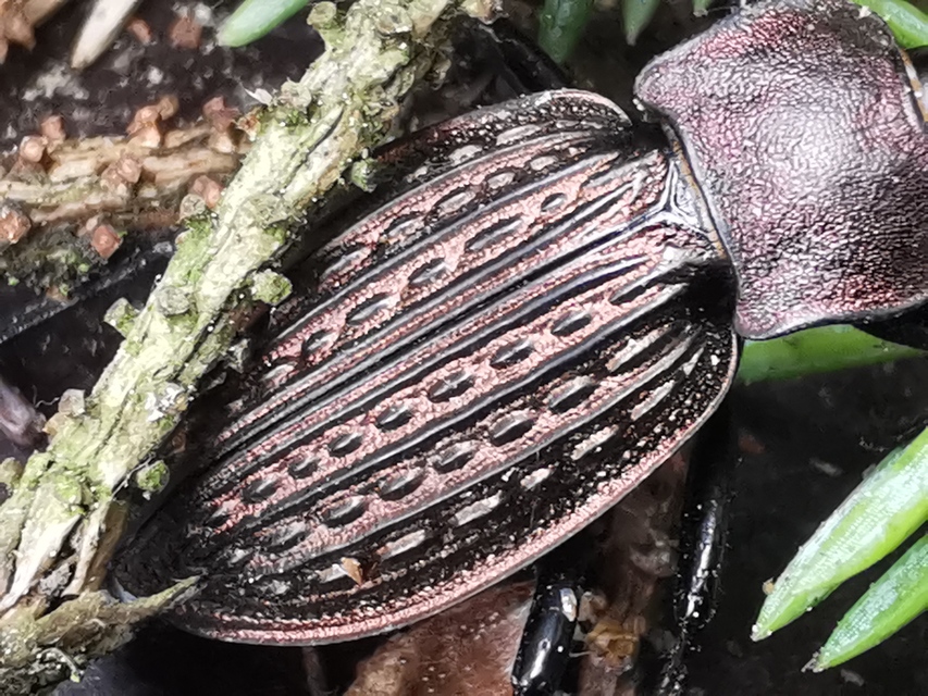 Carabus cancellatus - ragyás futrinka