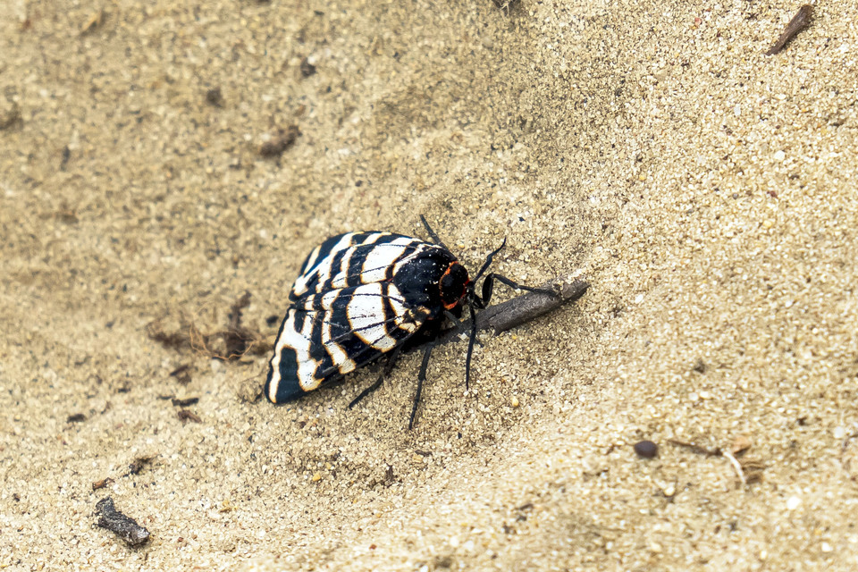 Arctia festiva - díszes medvelepke