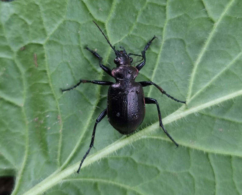 Calosoma inquisitor - kis bábrabló